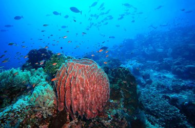 coral reef en vis onderwatersu altında balık ve mercan resifi