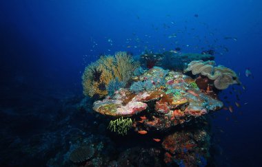 coral reef en vis onderwatersu altında balık ve mercan resifi