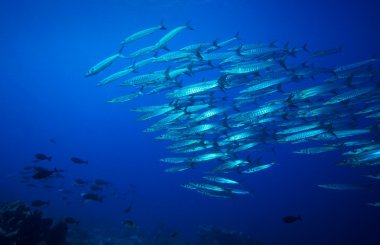Barracuda ve mercan kayalığı su altında balık sürüsü