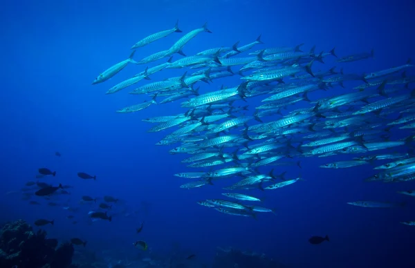 Barracuda y arrecife de coral peces enjambre submarino —  Fotos de Stock