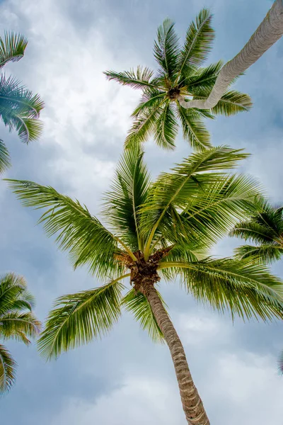 Пальми Проти Блакитного Неба Острові Сона Домініканська Республіка — стокове фото