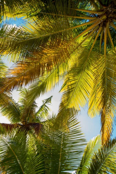 Вид Знизу Пальмового Листя Синьому Тропічному Небі — стокове фото