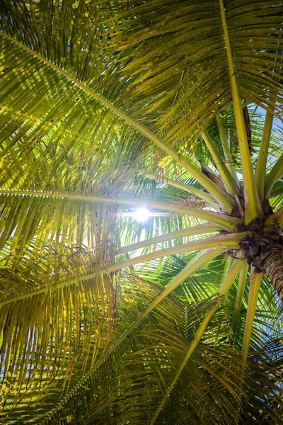Сонячний Промінь Пробивається Крізь Пальмову Гілку Сонячний День Тропічному Острові — стокове фото