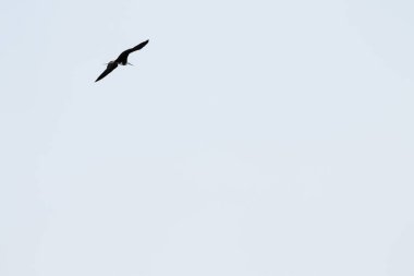 Açık gökyüzü arka planında uzanan kanatları olan martı uçuyor