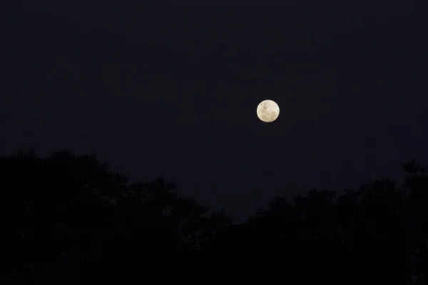 Yellow Full Moon Low Last Minutes Blue Hour Night Sky — Fotografia de Stock