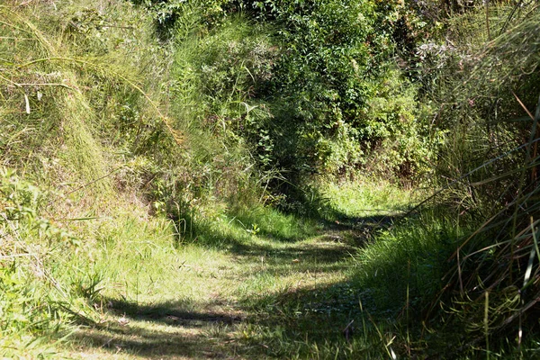 Path between native and wild vegetation formed naturally by the passage of man and his animals in a tall forest during sunset in the Sierras de Cordoba, Villa de las Rosas, Argentina.