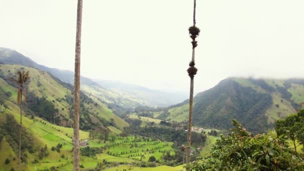 Two Very Tall Palm Tree Tild Cocora Valley Geography General — Vídeo de Stock