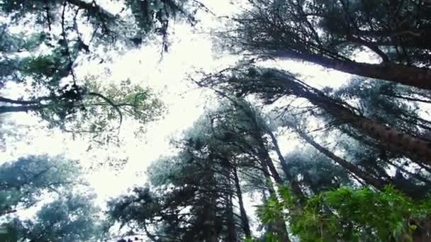 Tree Tops Colombian Rainforest Nadir Pan Circular Movement — Vídeos de Stock