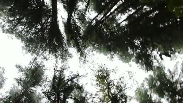 Tree Canopy Repetitive Circular Motion Nadir Frame Descending Path Fores — Videoclip de stoc