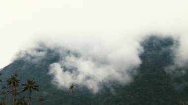 Balmumu palmiye ağaçları, bulutların sağında pannayla, Cocora Vadisi 'nde, Kolombiya' nın Quindo Bölgesi 'nde hızla ilerleyen bulutlarla çekilir.