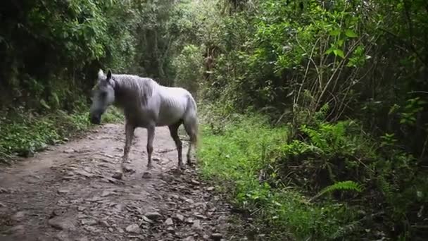 Белая Лошадь Свободно Ходит Колумбийским Джунглям — стоковое видео