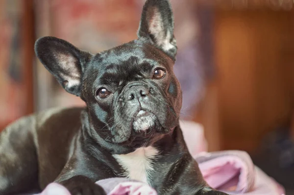 Közelkép Imádnivaló Fekete Francia Bulldog Feküdt Ágyon Barna Háttér — Stock Fotó