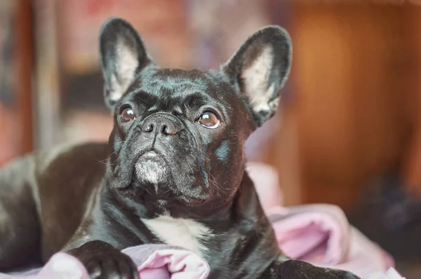 Közelkép Imádnivaló Fekete Francia Bulldog Feküdt Ágyon Barna Háttér — Stock Fotó