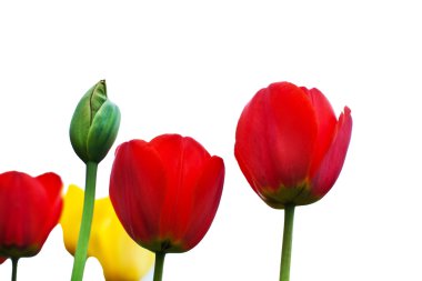 Beyaz arka plan üzerinde renkli Lale