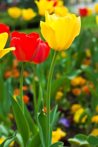 Colorful flowers — Stock Photo, Image