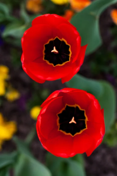 Due tulipani rossi — Foto Stock