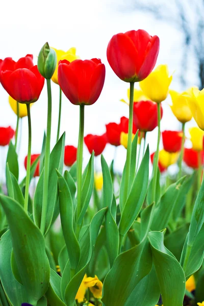 Colorful tulips Stock Picture