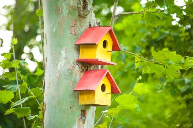 bir ağaçta kuş evleri