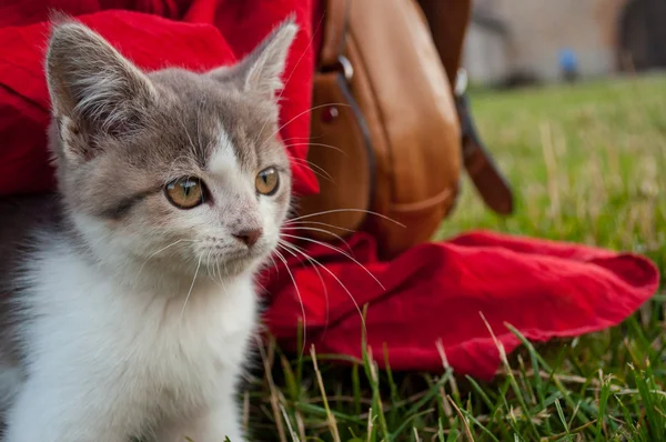 Little, kucing gelandangan — Stok Foto