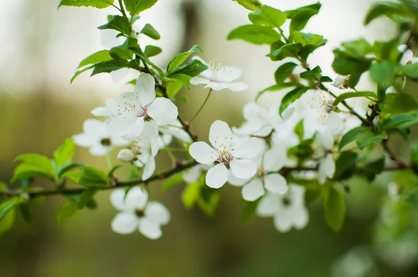 Ağaçtaki beyaz çiçekler