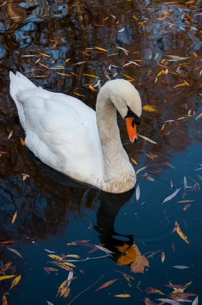 Feche o tiro de um cisne no lago — Fotografia de Stock