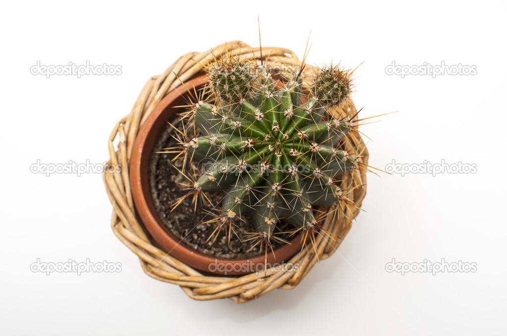 Green cactus in wicker flowerpot