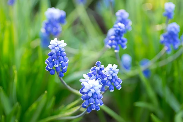 Mor muscari çiçeklenme