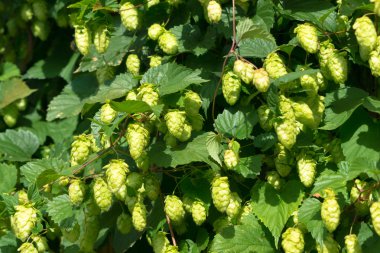 seeds of hops clipart