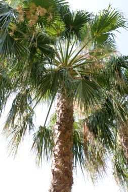 güzel hurma ağacı