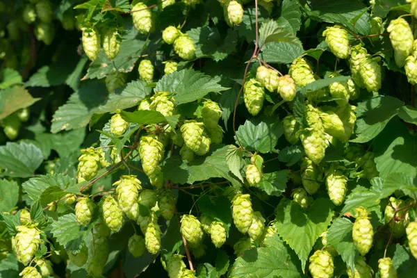 Seeds of hops — Stock Photo, Image