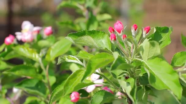 Fleurs