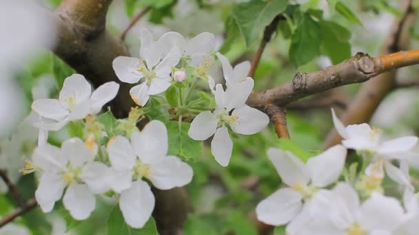 Cherry blossoms — Stock Video