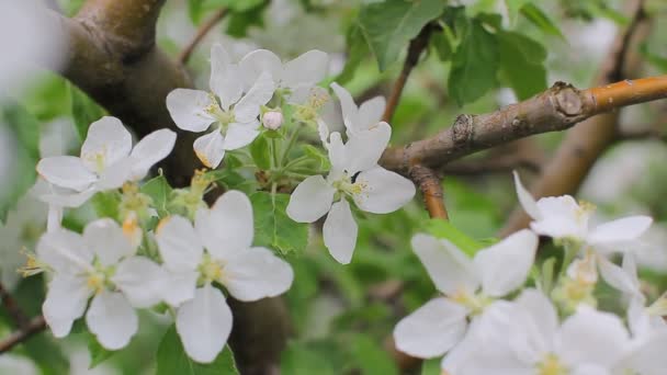 Třešňové květy — Stock video