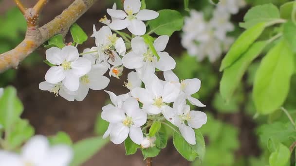 Bee in apple blossoms — Stock Video