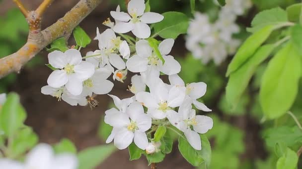 Bee in apple blossoms — Stock Video