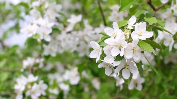 Cherry blossoms — Stock Video