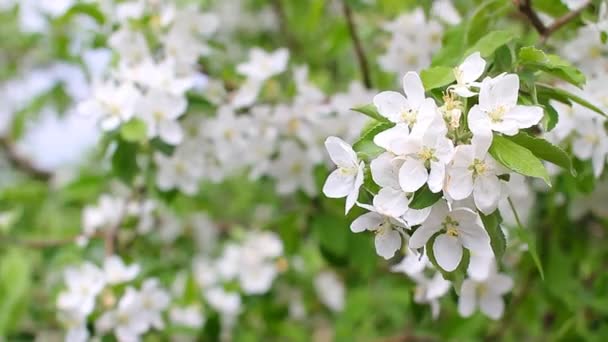 Cherry blossoms — Stock Video