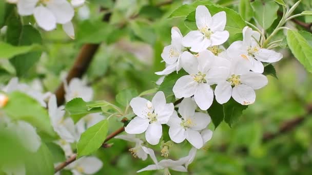 Fleurs de cerisier