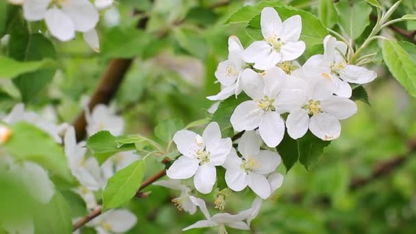 Cherry blossoms — Stock Video