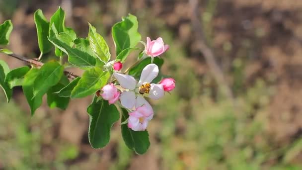 Pszczoła w kwiaty jabłko — Wideo stockowe