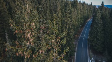 The road passes through the woods, aerial view