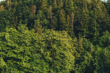 Tree crown background, dark green tree leaf