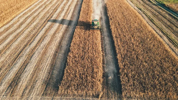 Aerial View Combine Harvester Collects Wasps Field — Stock Photo, Image