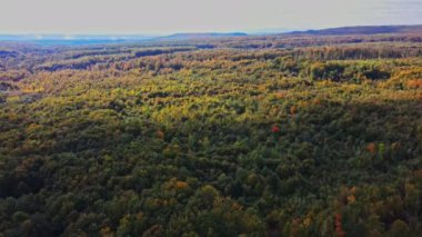 Aerial view over the forest Panoramic landscape of tree tops