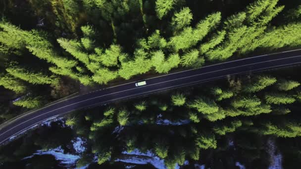 Road Located Trees Mountain Forest Aerial View — Wideo stockowe