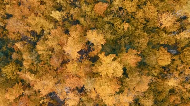 Вид Воздуха Лес Вертикальный Фон Деревьев — стоковое видео