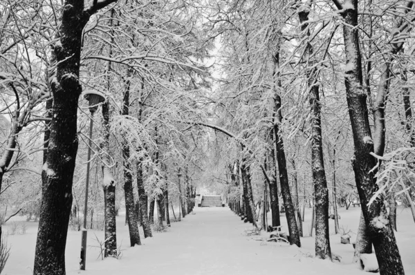 Snöfall i parken — Stockfoto