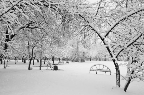 在公园的降雪 — 图库照片