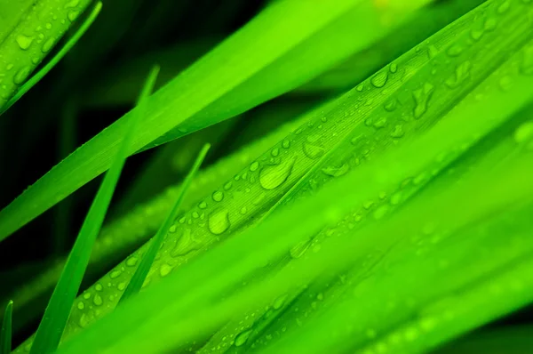 Vers groen gras — Stockfoto