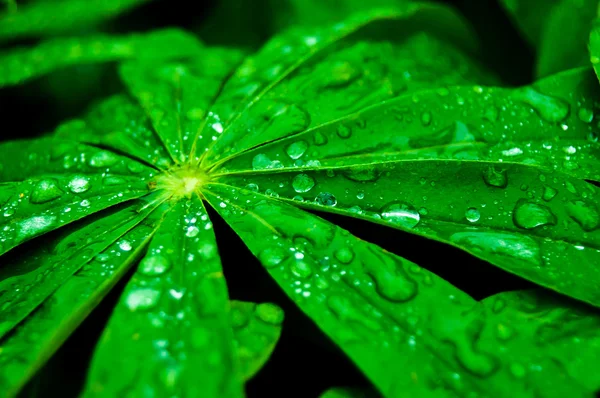 Fresh green leaves — Stock Photo, Image